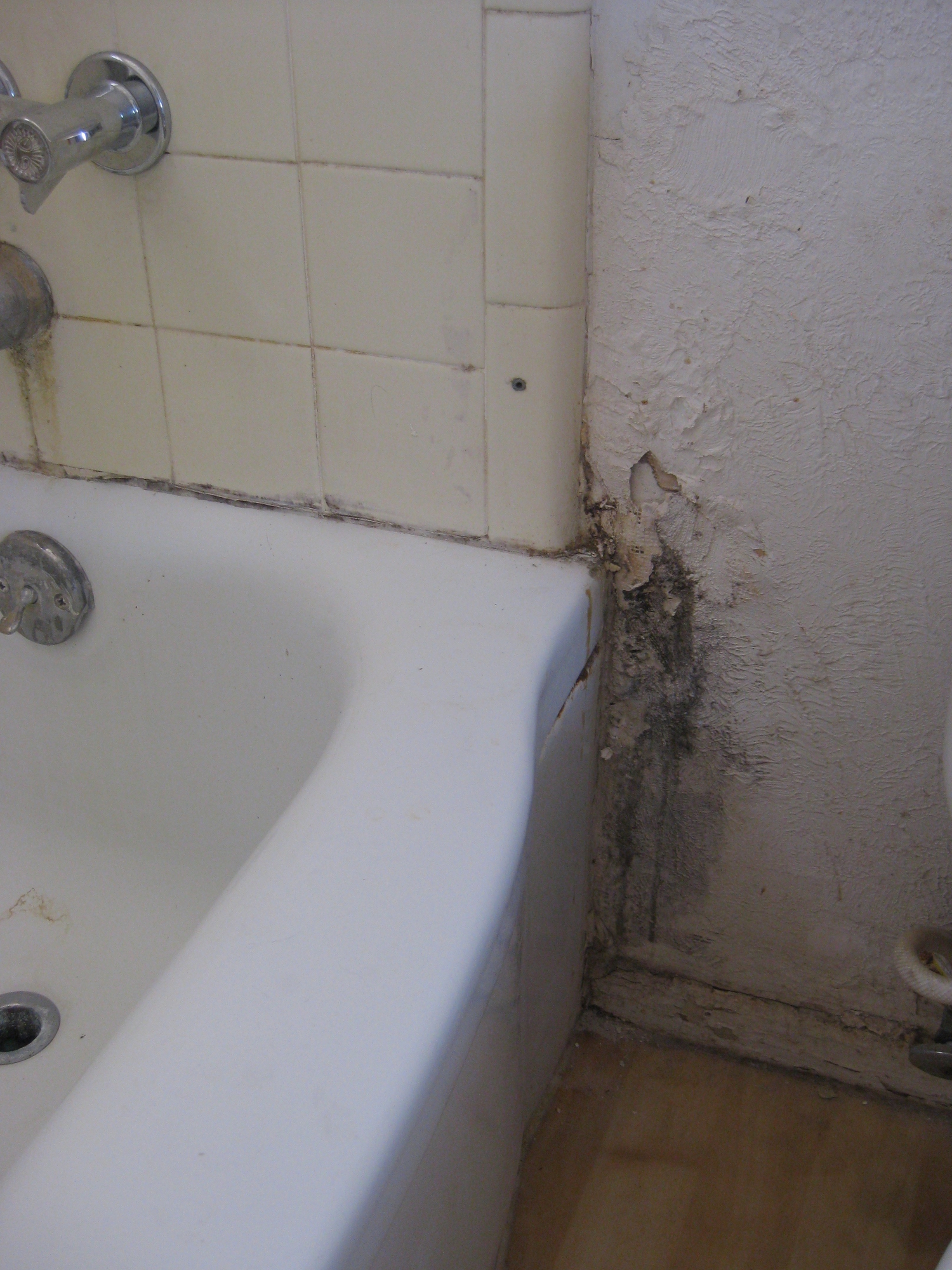 mold remediation