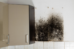Why You Need to Tackle Your Mold Issue in 2026